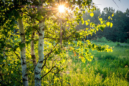 夏季白桦林的日落图片