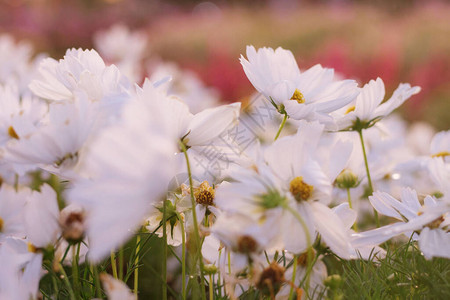 花园里美丽的白色波斯菊图片