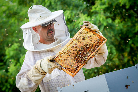 穿着防护服控制蜂群和蜜蜂的养蜂人图片