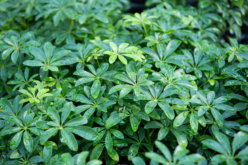 绿色背景自然植物的绿色颜和绿叶环境绿图片