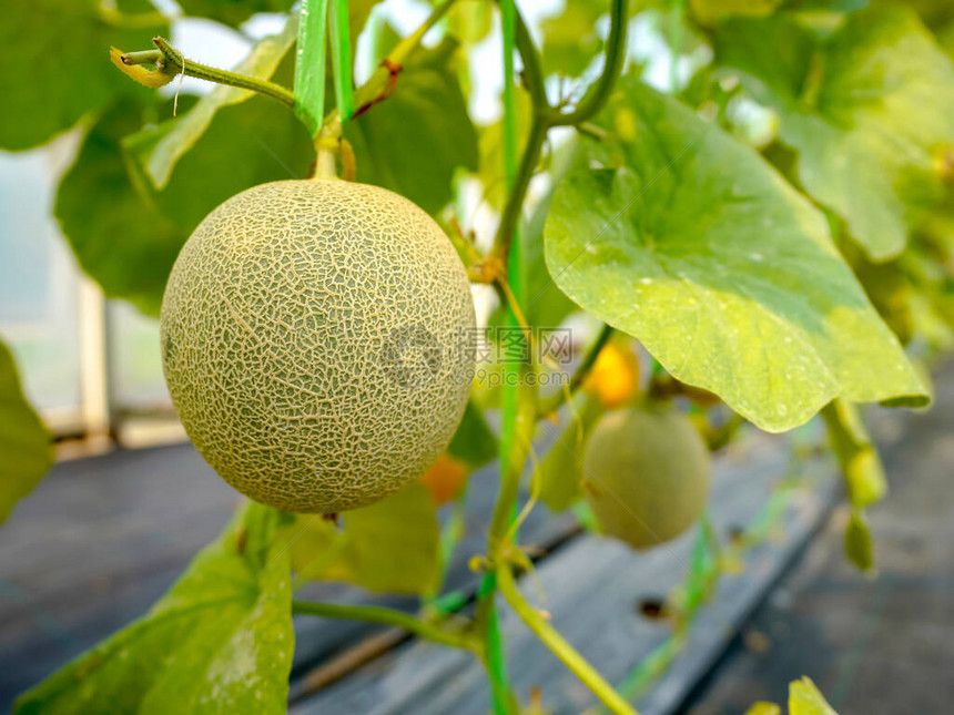 在有机温室农场种植新图片