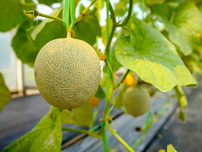 在有机温室农场种植新图片