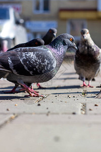 鸽子们在砖头人行道上吃东西图片