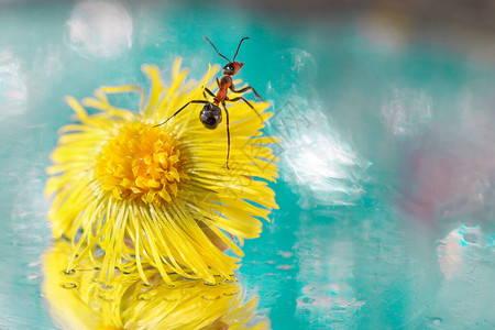 一只黄色款冬和好奇的小蚂蚁躺在镜子上的宏观肖像图片