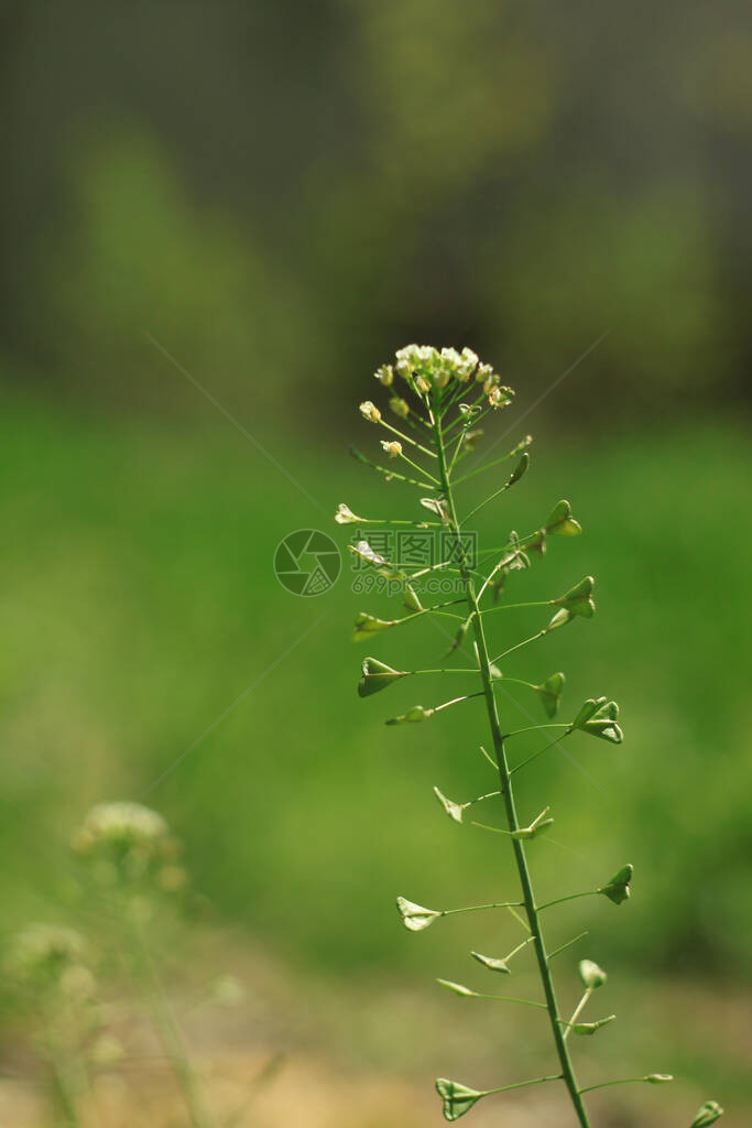 野生荠菜花与心形叶子新鲜绿草模糊背景宁静的特写白色植物宏壁纸桌面上美丽的草地屏幕保护程序惊人的图片