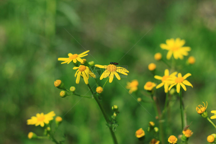 新鲜的绿草上的野黄色花朵模糊了散景令人惊叹的自然背景宁静的特写阳光植物微距壁纸桌面上美丽明亮的草地花屏图片