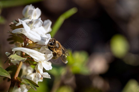 蜜蜂在春天的花朵上采集野外的花粉和花蜜图片