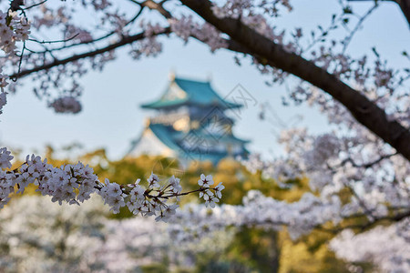 美丽的大阪城堡在日本大阪的樱花春季图片