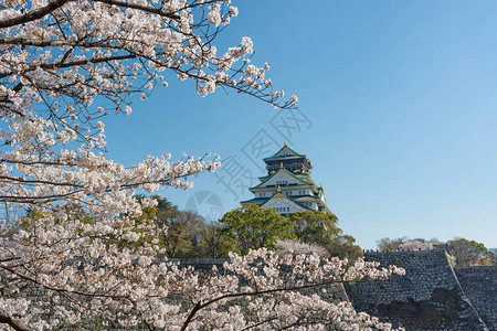 北之丸美丽的大阪城堡在日本大阪的樱花春季背景