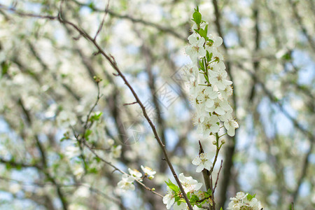 一棵树在春天开出白花春天开花在蓝色木头背图片