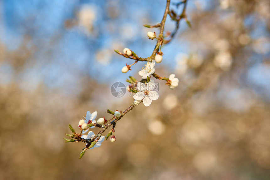 梅花的枝子春天的白花盛开的梅图片
