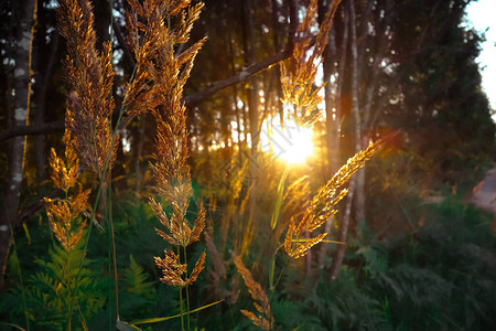 黄色的草丛落日的阳光穿过它图片