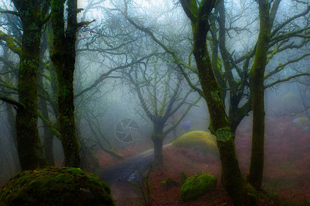 葡萄牙森林位于库拉角的帕雷德斯ParedestheCoura图片