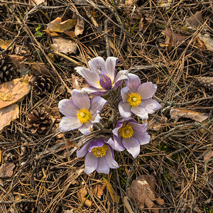 第一朵春天的花朵图片