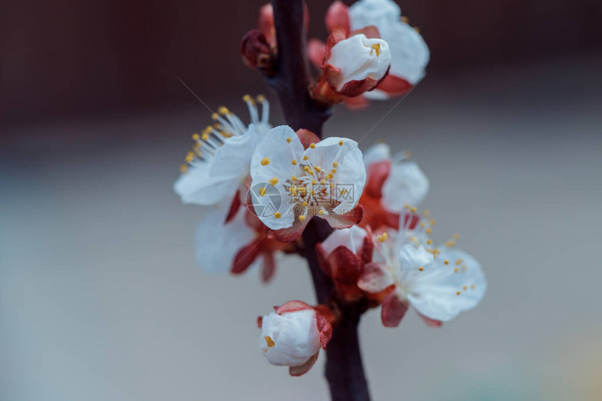 杏花盛开果树开花图片