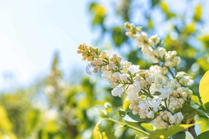 白丁香开花分支春天春天盛开的白色丁香花盛开图片