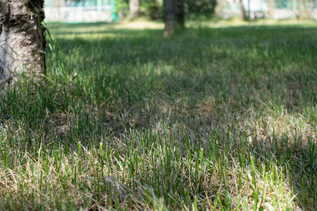 春初公园的半干草坪小锥箱的底图片