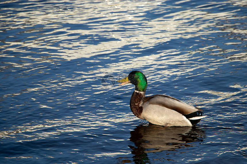 野鸭在蓝色的河水中游泳图片