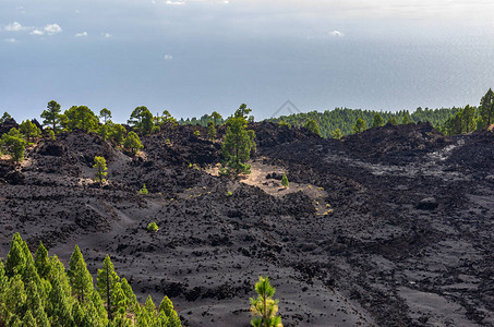 加那利群岛拉帕尔马岛杜拉兹内罗火山脚下被松树环绕图片