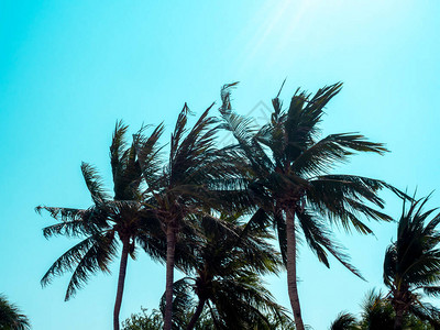 在蓝天背景的可椰子树在夏天时期美图片