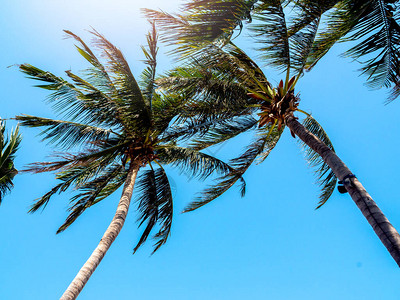 在蓝天背景的可椰子树在夏天时期美图片