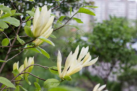 春天的Magnoliaancuminata图片