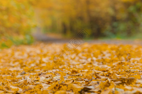 多彩姿的秋天背景与叶子秋叶背景在阳光明媚的日子五图片