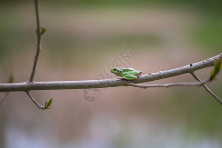 绿树青蛙Hylaarborea在其自然栖息地的池塘图片