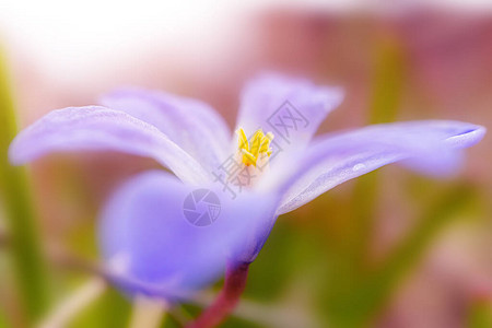 美丽的紫色小花开花春天夏天节日生日母亲节环境日的概图片