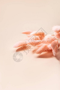 兔尾草干鲜花布的装饰品平图片