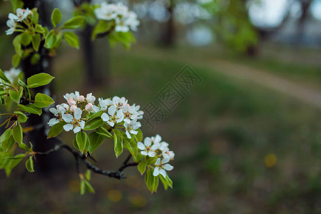 苹果花开果树开花图片