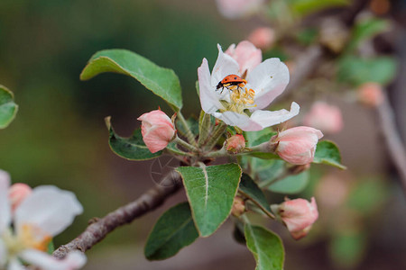 春天用花生苹果树粉红色的颜色图片