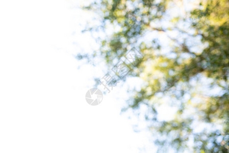 天然绿色黄模糊背景由橡树上的模糊镜头引起的散景泡灯背景图片