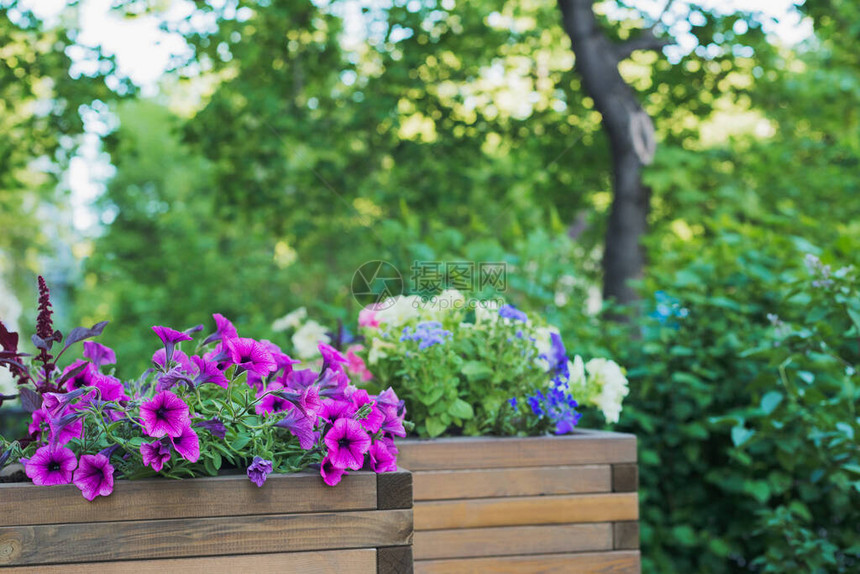 矮牵牛苋菜苋菜和半边莲花在街头咖啡馆外的木制容器花盆中图片
