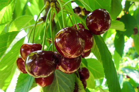 有许多深红色的多汁樱桃挂在树枝上在图片
