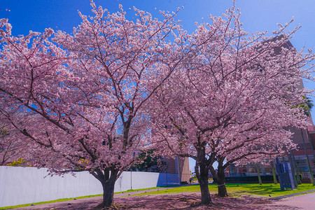 樱花和横滨米那托米高清图片