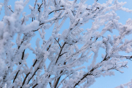 灌木树枝的树枝被雪覆盖在蓝天空图片