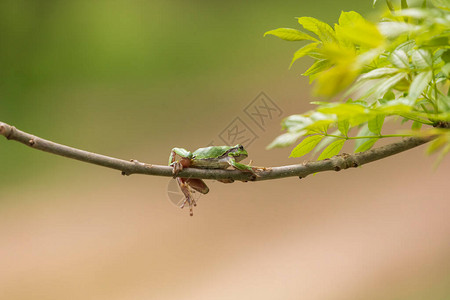 Hylaarborea绿树蛙在树枝上和池塘边的芦苇上树蛙在其自然栖息图片