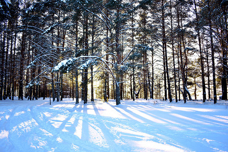 冬天森林里雪地里的树图片