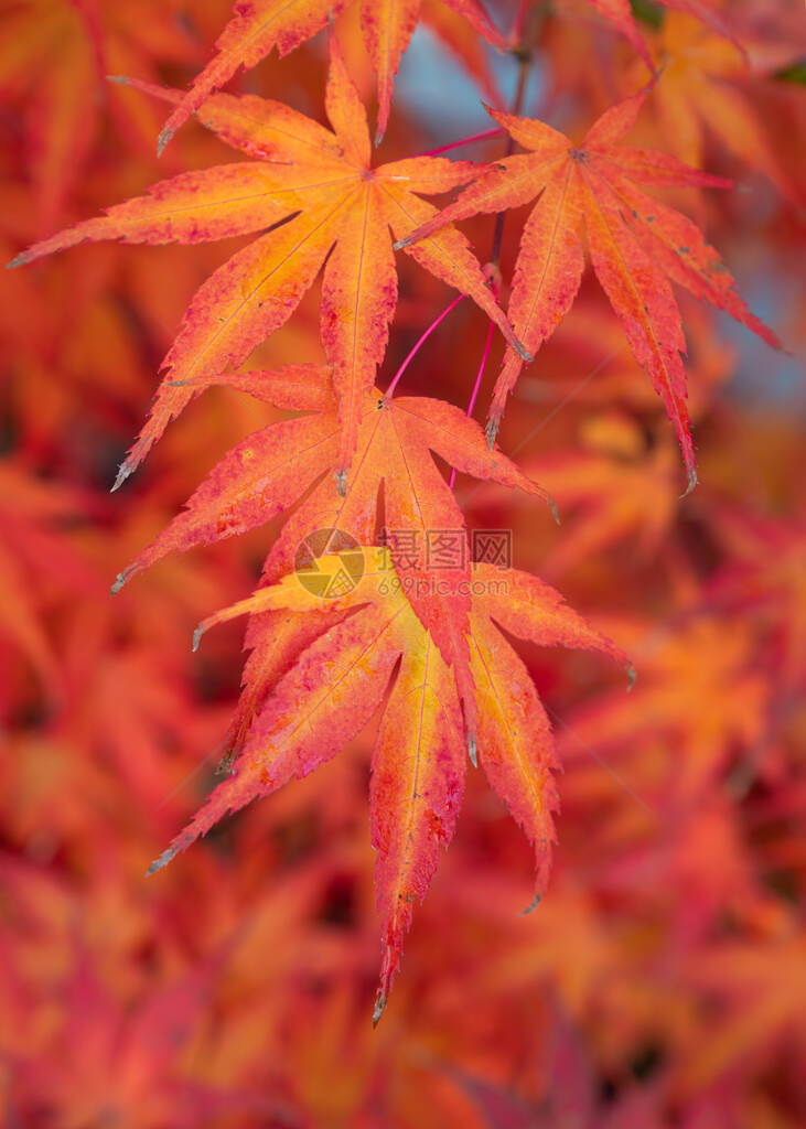 秋季美丽彩叶的特写镜头图片