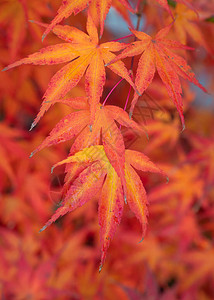 秋季美丽彩叶的特写镜头高清图片