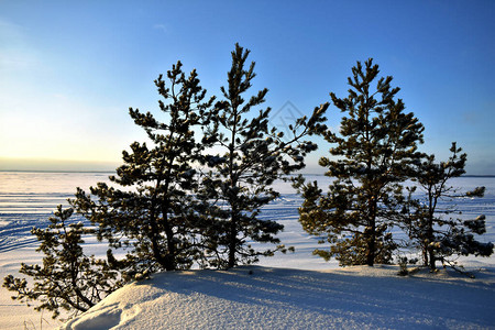 冬天森林里雪地里的树图片