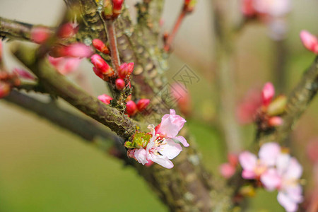 白色花朵中的樱桃树全盛满图片
