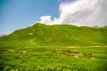 格鲁吉亚高山和绿山阳光夏日蓝图片