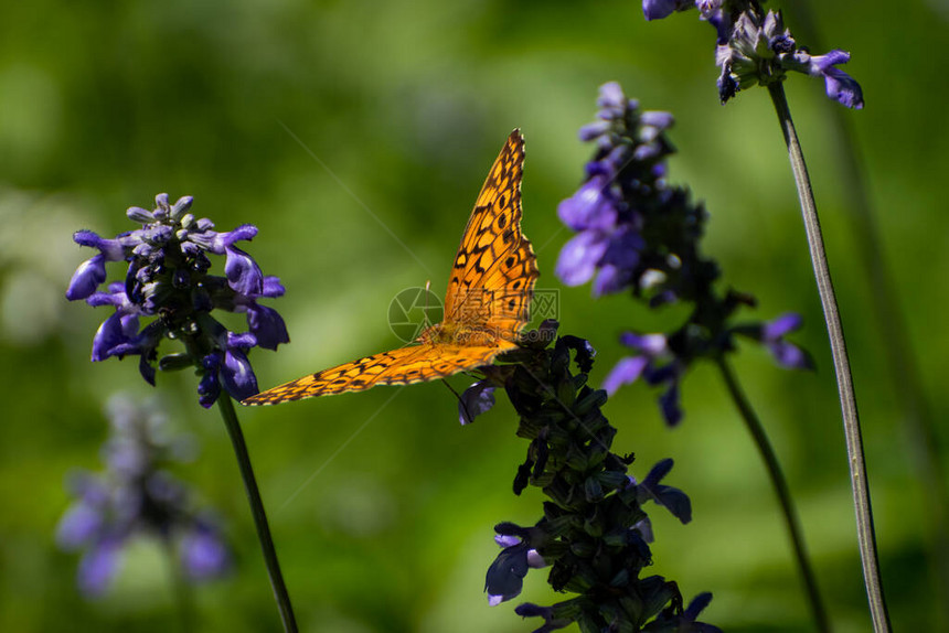 一只美丽的ZereneFritillary蝴蝶黑色斑点图片