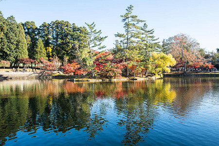 日本奈良公园的秋叶和河流图片