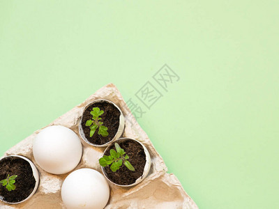 小西红柿在蛋壳中芽在绿背景图片