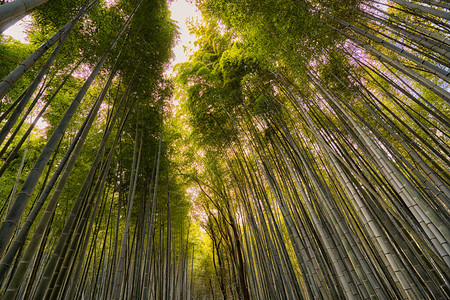 日本京都热门旅游景点阿拉希山竹布林ArashiyamaBan图片