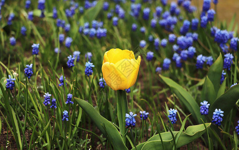 穆斯卡里花草甸上的黄色郁金香图片