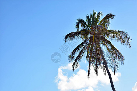对蓝天的绿色棕榈图片